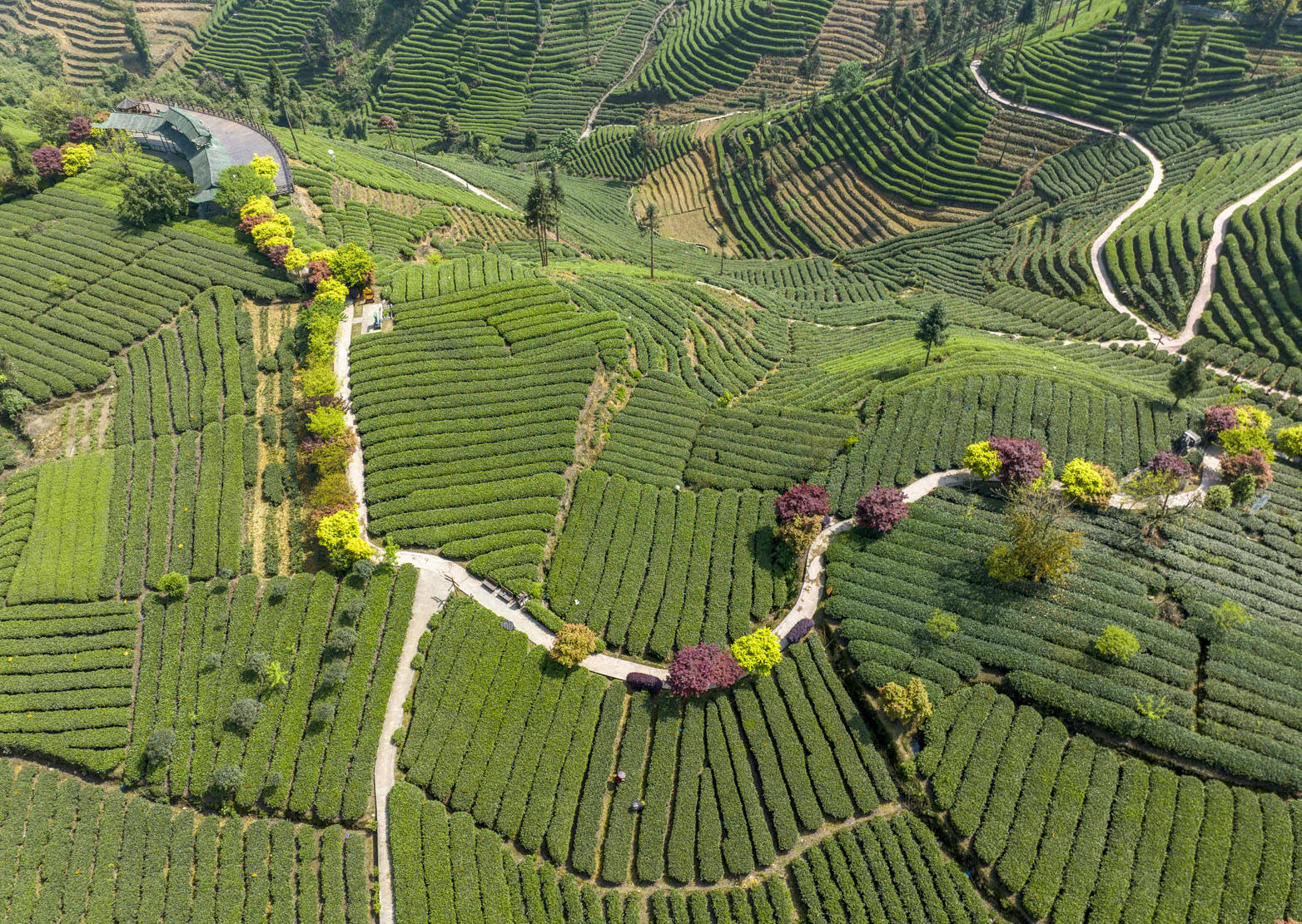 Chinese tea gardens